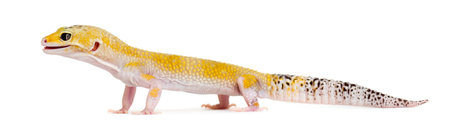Yellow gecko standing, isolated on whiteの写真素材