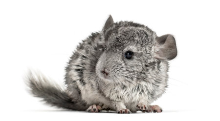 Grey chinchilla standing, isolated on whiteの写真素材