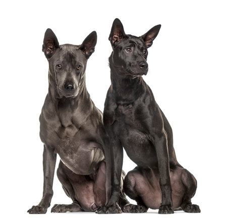 Rhodesian ridgeback sitting side by side, isolated on whiteの写真素材