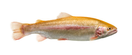 Albinos rainbow trout swimming, isolated on whiteの写真素材