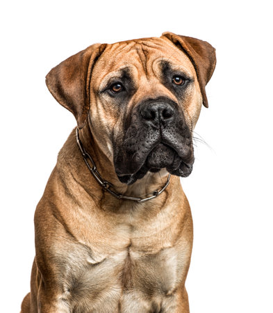 Close-up of a bullmastiff, isolated on whiteの写真素材