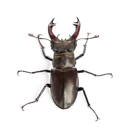 Male stag beetle, Lucanus cervus against white backgroundの写真素材