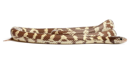 Banana eastern kingsnake or common kingsnake, Lampropeltis getula californiae, in front of white...