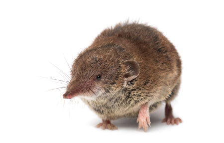 White-toothed shrew, isolated on whiteの写真素材