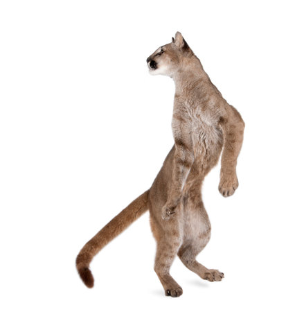 Puma cub, Puma concolor, 1 year old, standing on hind legs and looking back against white background, studio shotの写真素材