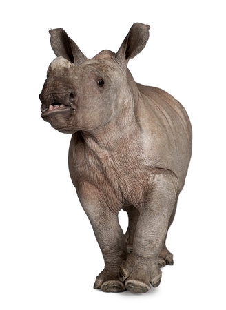 young White Rhinoceros or Square-lipped rhinoceros - Ceratotherium simum (2 months old) in front of a white backgroundの写真素材