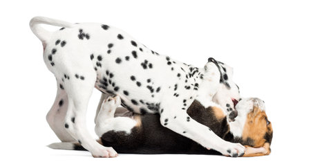 Dalmatian and Beagles puppies playing together, isolated on whiteの写真素材