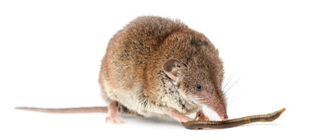 White-toothed shrew eating an earthworm, isolated on white