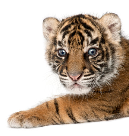 Sumatran Tiger cub, Panthera tigris sumatrae, 3 weeks old, in front of white backgroundの写真素材