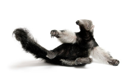 Young Giant Anteater, Myrmecophaga tridactyla, 3 months old, sitting in front of white background, studio shotの写真素材
