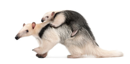 Tamandua, Tamandua tetradactyla mother, 3 years old, and child, 3 months old, walking against white backgroundの写真素材
