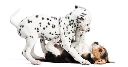 Dalmatian and Beagles puppies playing together, isolated on whiteの写真素材