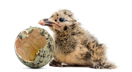 New-born Gull or Seagull with hatched egg, 6 hours, isolated on white 