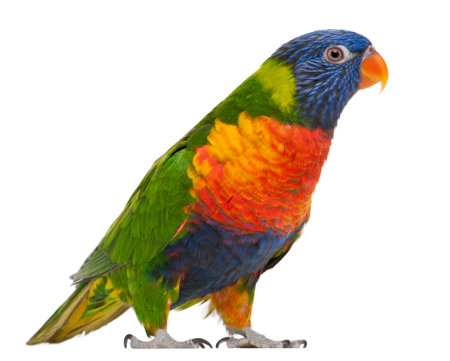 Rainbow Lorikeet, Trichoglossus haematodus, 3 years old, standing in front of white background