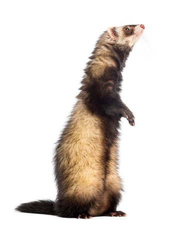 Ferret (9 months old) standing on hind legs and looking upの写真素材