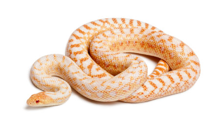 Albinos Pacific gopher snake or coast gopher snake, pituophis catenifer annectans applegate, in...