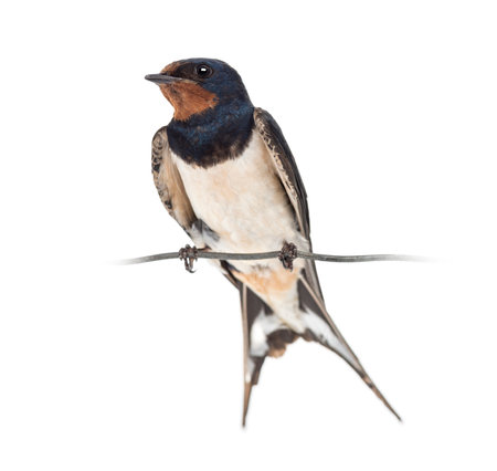 Barn Swallow, Hirundo rustica, perched on a wire against white backgroundの写真素材