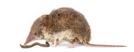 White-toothed shrew eating an earthworm, isolated on whiteの写真素材