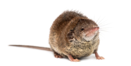 White-toothed shrew, isolated on whiteの写真素材