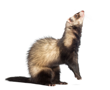 Ferret (9 months old) standing on hind legs and looking upの写真素材