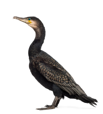 Side view of a Great Cormorant, Phalacrocorax carbo, also known as the Great Black Cormorant against white backgroundの写真素材