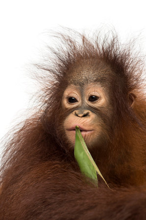 Close-up of a young Bornean orangutan chewing a leaf, Pongo pygmaeus, 18 months old, isolated on whiteの写真素材