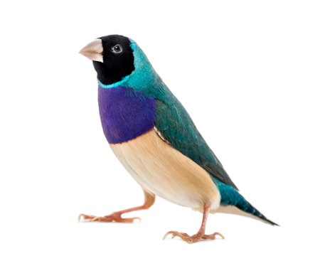 Gouldian Finch, Erythrura gouldiae, in front of a white backgroundの写真素材