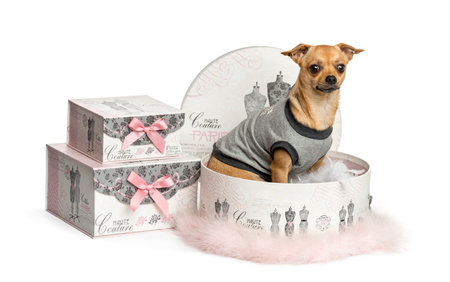 Dressed-up Chihuahua in a clothes box, isolated on whiteの写真素材
