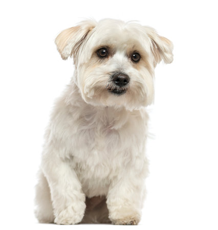 Front view of a Maltese sitting, isolated on whiteの写真素材