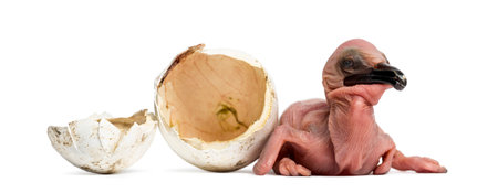 Dalmatian Pelican, Pelecanus crispus, 24 hours old, next to the egg from which he hatched out 