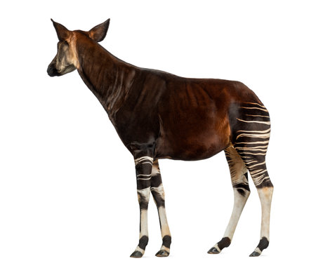 Side view of an Okapi standing, looking away, Okapia johnstoni, isolated on whiteの写真素材