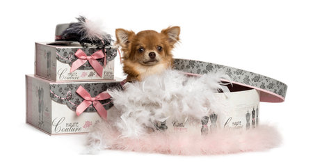 Chihuahua sitting in a clothes box, isolated on whiteの写真素材