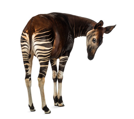 Rear view of an Okapi, looking down attentively, Okapia johnstoni, isolated on whiteの写真素材