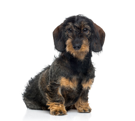 Dachshund puppy (6 months old)の写真素材