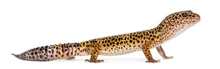 Side view of a Leopard gecko standing, Eublepharis macularius, isolated on whiteの写真素材