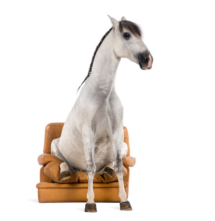 Andalusian horse sitting on an armchairの写真素材