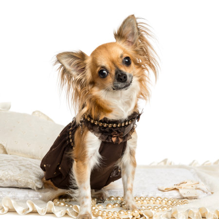 Dressed-up Chihuhua sitting on a carpet, isolated on whiteの写真素材