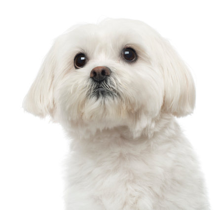 Close-up of a Maltese dog, looking up, 3 years old, isolated on white