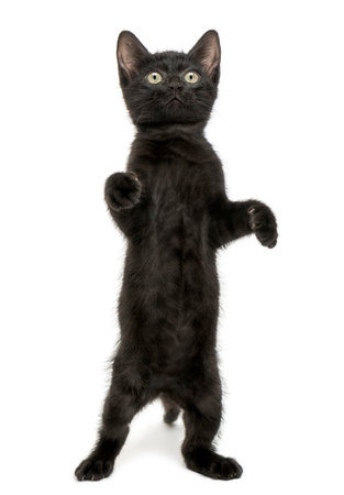 Black kitten standing on hind legs, playing, looking up, 2 months old, isolated on whiteの写真素材