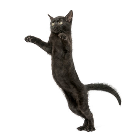 Black kitten standing on hind legs, reaching, pawing up, 2 months old, isolated on whiteの写真素材