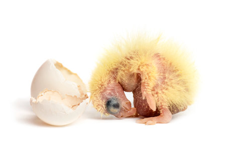 Cockatiel next to the egg from which he hatched out, 2 days old, isolated on whiteの写真素材