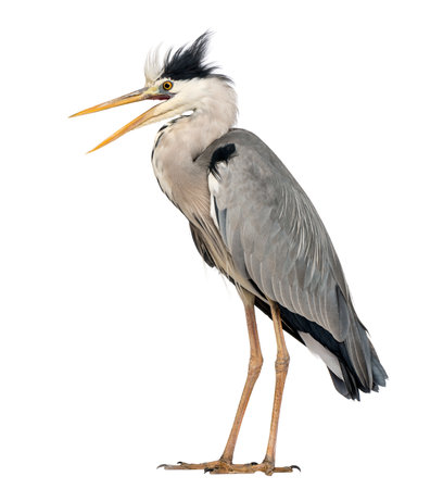 Angry Grey Heron standing, screaming, Ardea Cinerea, 5 years old, isolated on whiteの写真素材