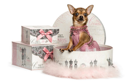 Dressed-up Chihuahua in a clothes box, isolated on whiteの写真素材