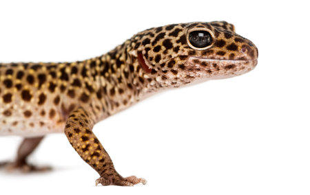 Close-up of a Leopard gecko's profile, Eublepharis macularius, isolated on whiteの写真素材