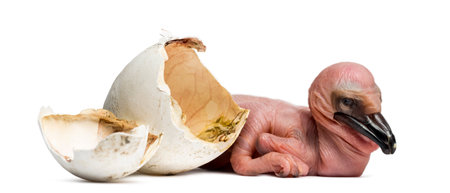 Dalmatian Pelican, Pelecanus crispus, 24 hours old, next to the egg from which he hatched out の写真素材