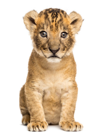 Lion cub sitting, looking at the camera, 4 weeks old, isolated on whiteの写真素材