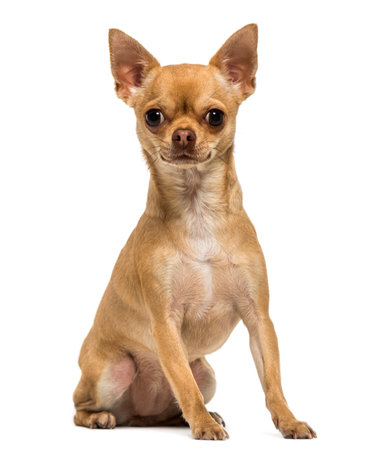 Chihuahua sitting, looking at the camera, 1,5 year old, isolated on whiteの写真素材
