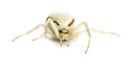 Golden Crab Spider, Misumena vatia in front of a white backgroundの写真素材