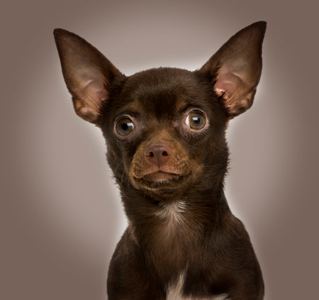 Close-up of a Chihuahua, 9 months old, on brown backgroundの写真素材