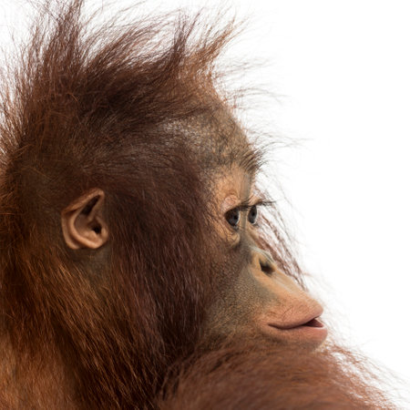 Close-up of a young Bornean orangutan's profile, Pongo pygmaeus, 18 months old, isolated on whiteの写真素材